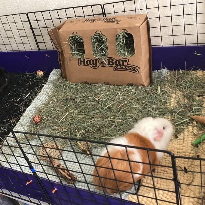 Dingwall, a Adoptable Guinea Pig in Oakley, CA image 5/5