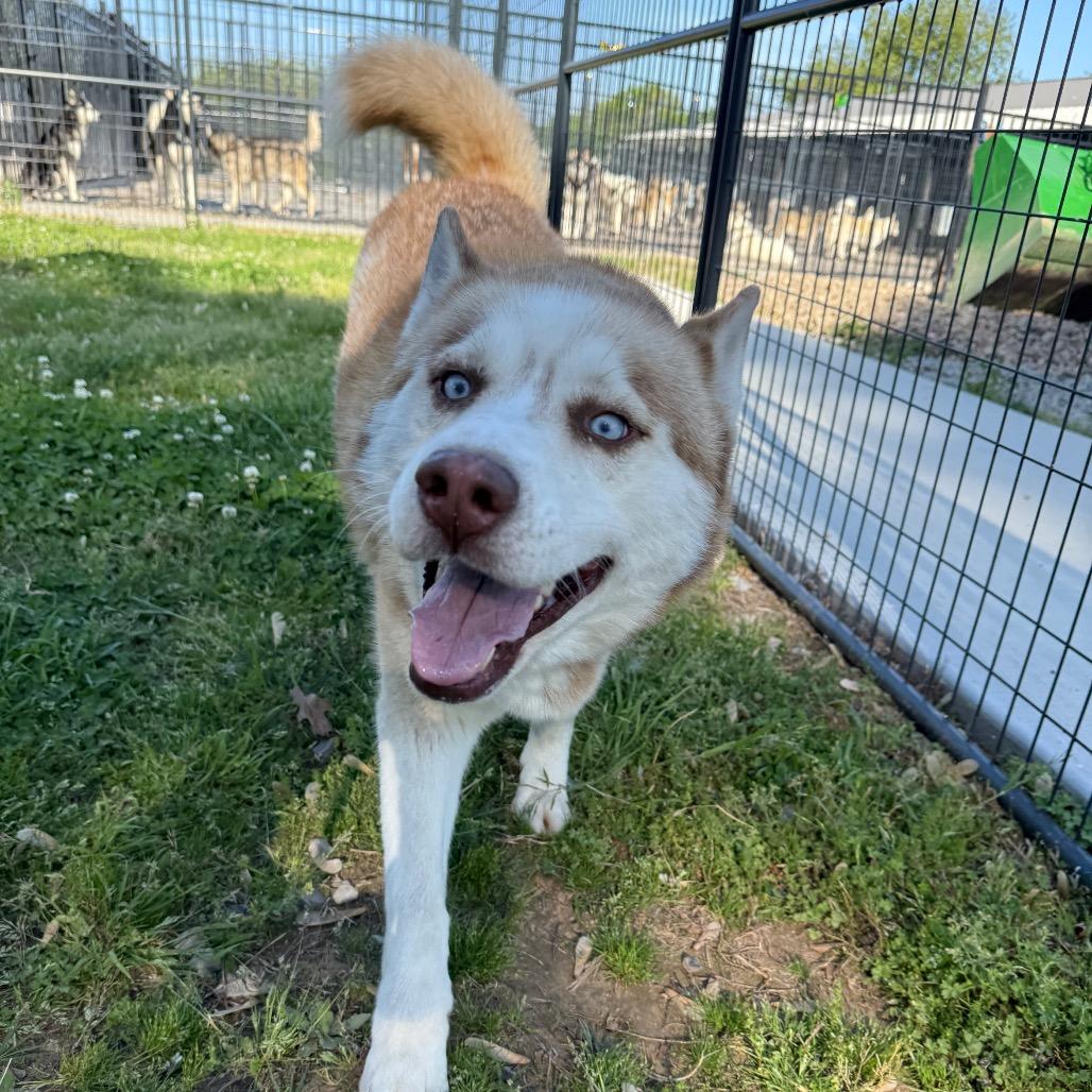 Barry, Adoptable, Adult Male Husky.