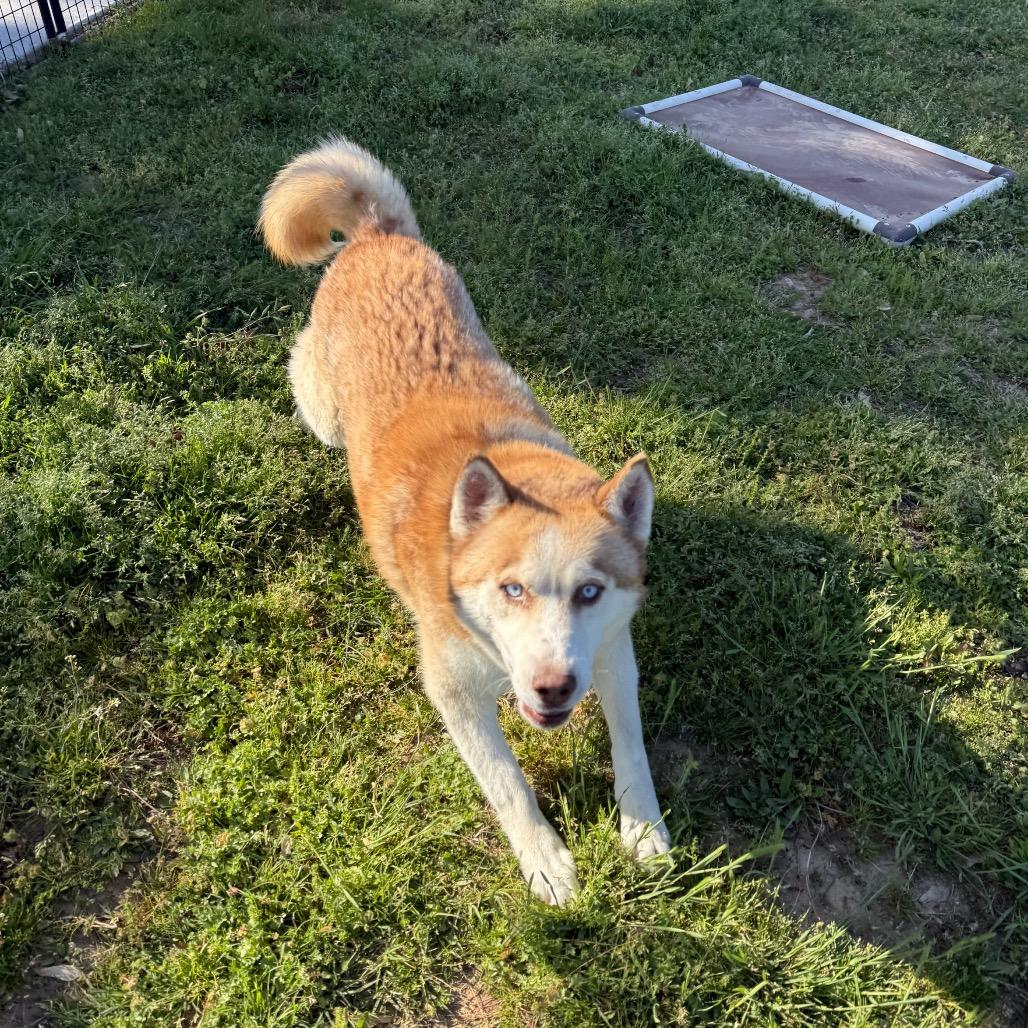 Enlarge Barry, a Adoptable Husky in Eufaula, OK image 1/6