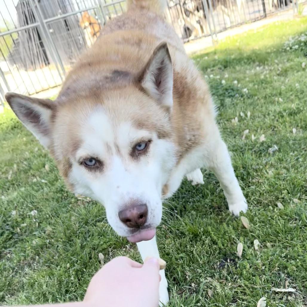 Enlarge Barry, a Adoptable Husky in Eufaula, OK image 2/6