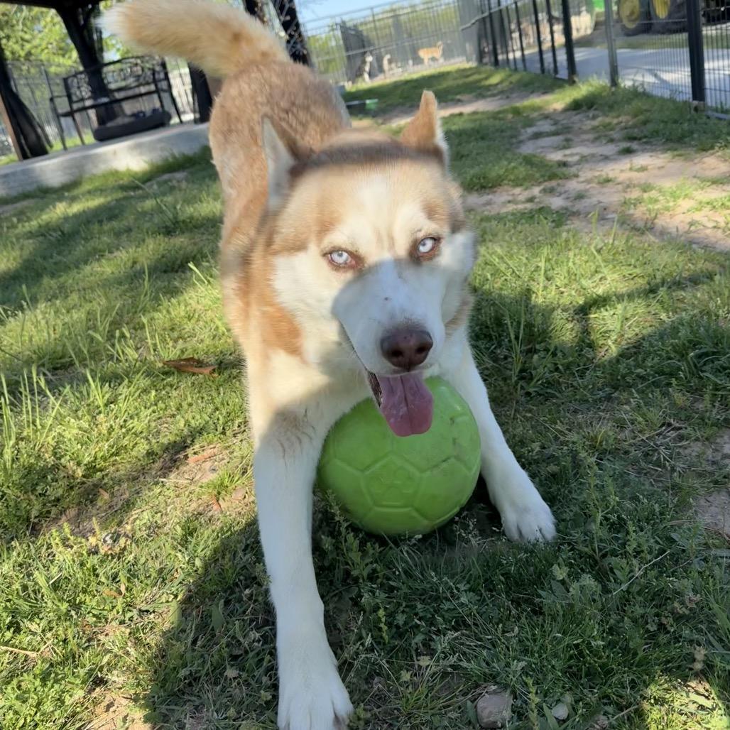 Enlarge Barry, a Adoptable Husky in Eufaula, OK image 3/6