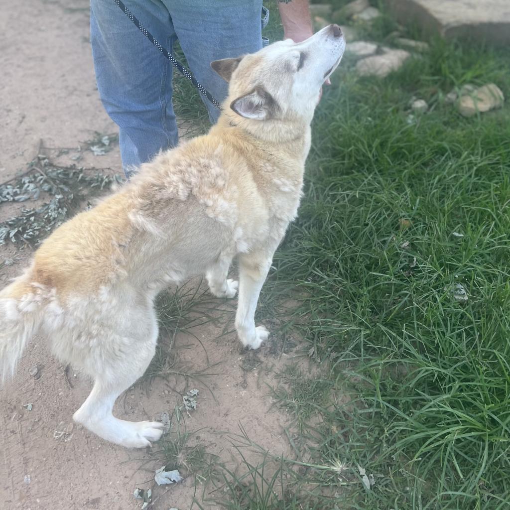 Enlarge Barry, a Adoptable Husky in Eufaula, OK image 4/6