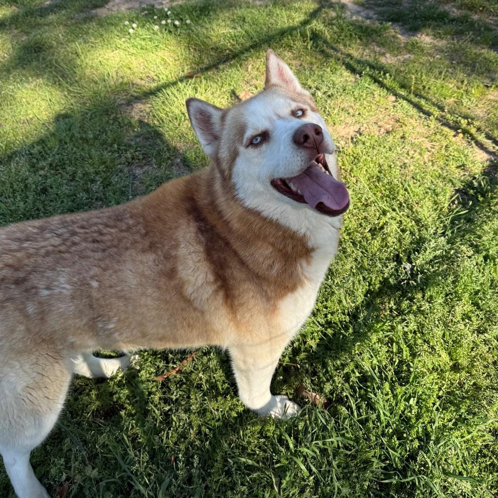 Enlarge Barry, a Adoptable Husky in Eufaula, OK image 5/6