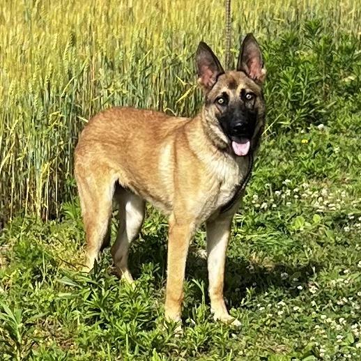 Mega (26-221), a Adoptable German Shepherd Dog in New Ringgold, PA image 1/6