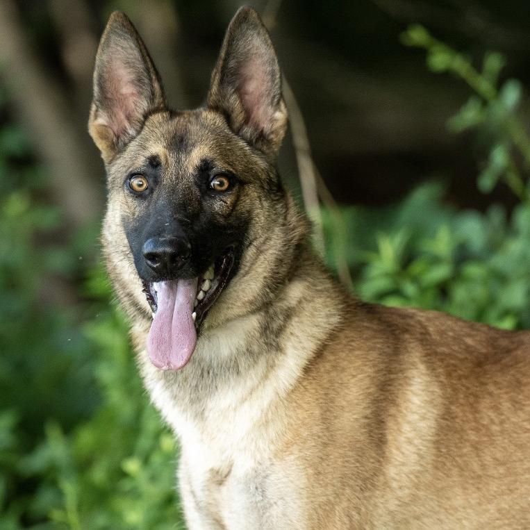 Mega (26-221), a Adoptable German Shepherd Dog in New Ringgold, PA image 2/6