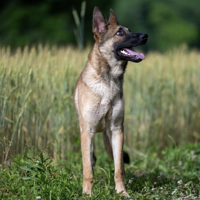 Mega (26-221), a Adoptable German Shepherd Dog in New Ringgold, PA image 3/6