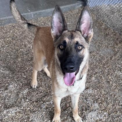 Mega (26-221), a Adoptable German Shepherd Dog in New Ringgold, PA image 4/6