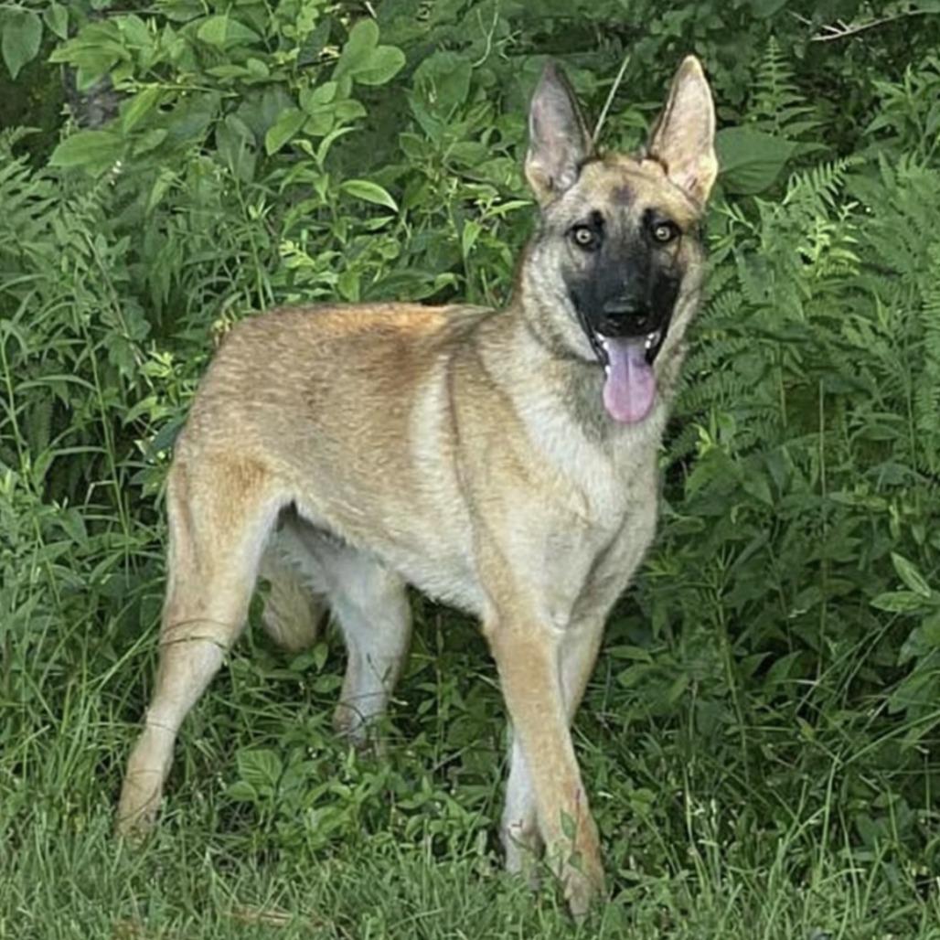Mega (26-221), a Adoptable German Shepherd Dog in New Ringgold, PA image 5/6
