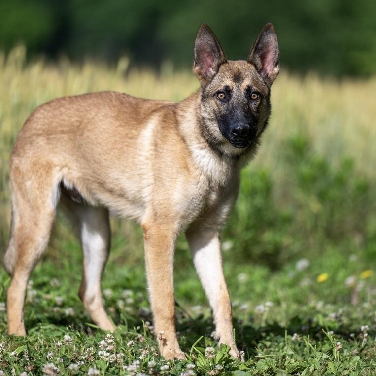 Mega (26-221), a Adoptable German Shepherd Dog in New Ringgold, PA image 6/6