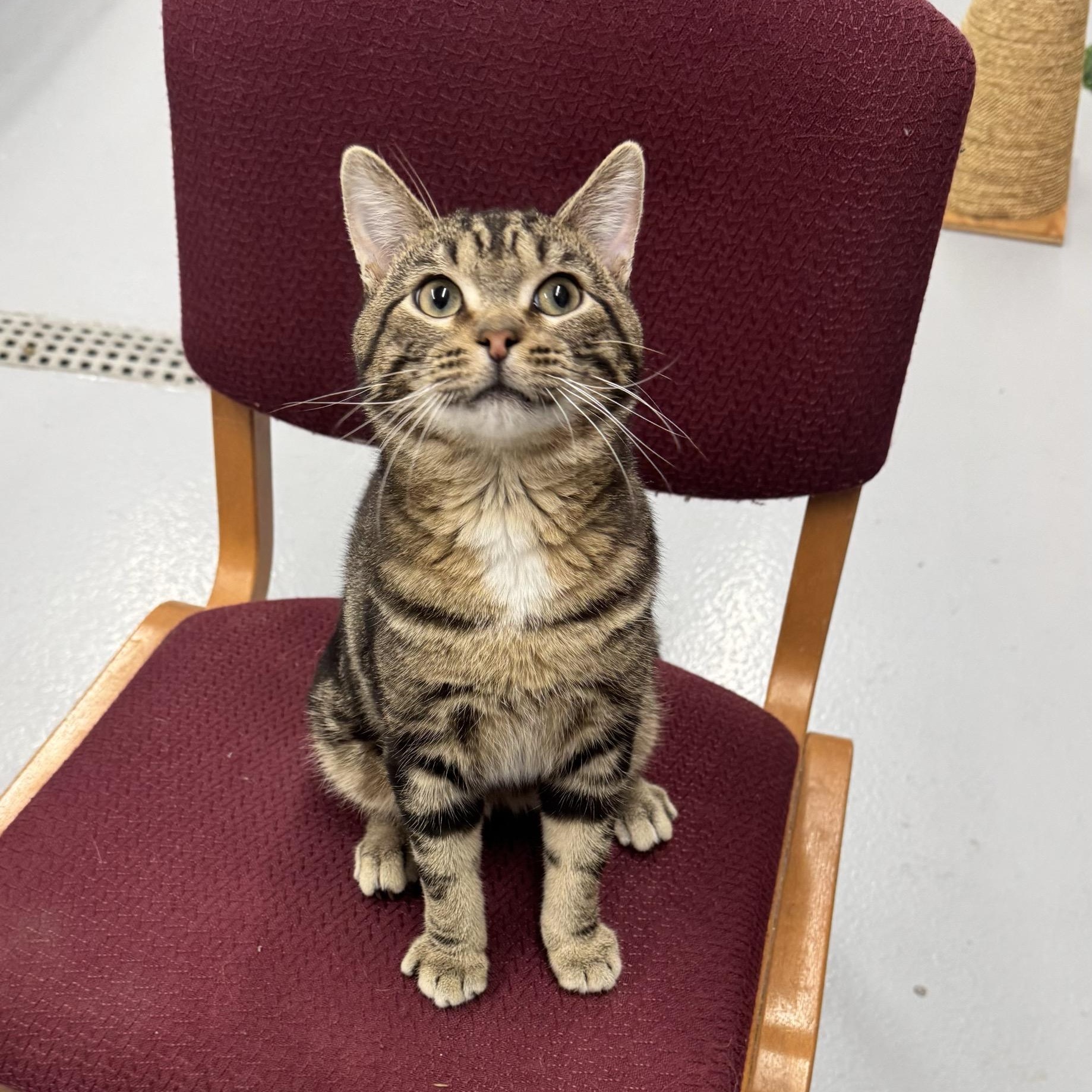 Enlarge Chandler, an adopted Domestic Short Hair in Morris, MN image 1/3