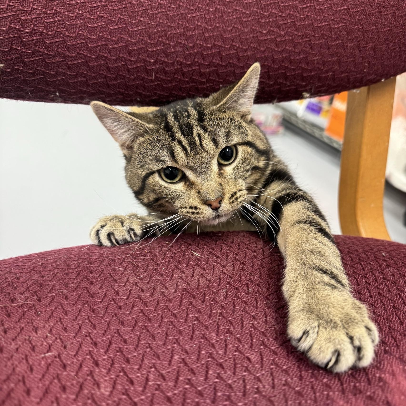 Enlarge Chandler, an adopted Domestic Short Hair in Morris, MN image 2/3