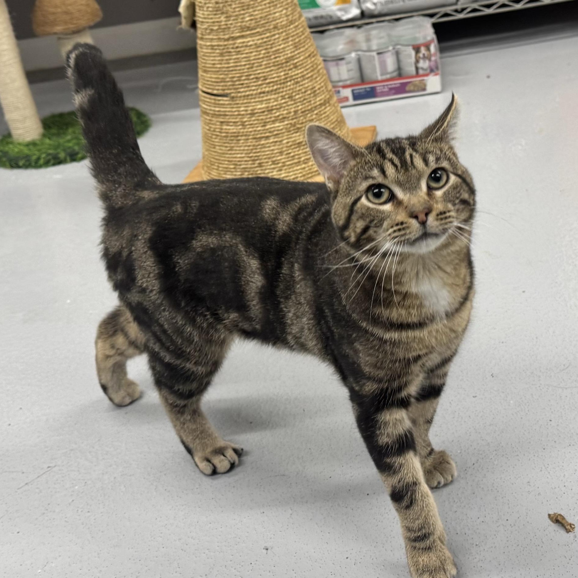 Enlarge Chandler, an adopted Domestic Short Hair in Morris, MN image 3/3