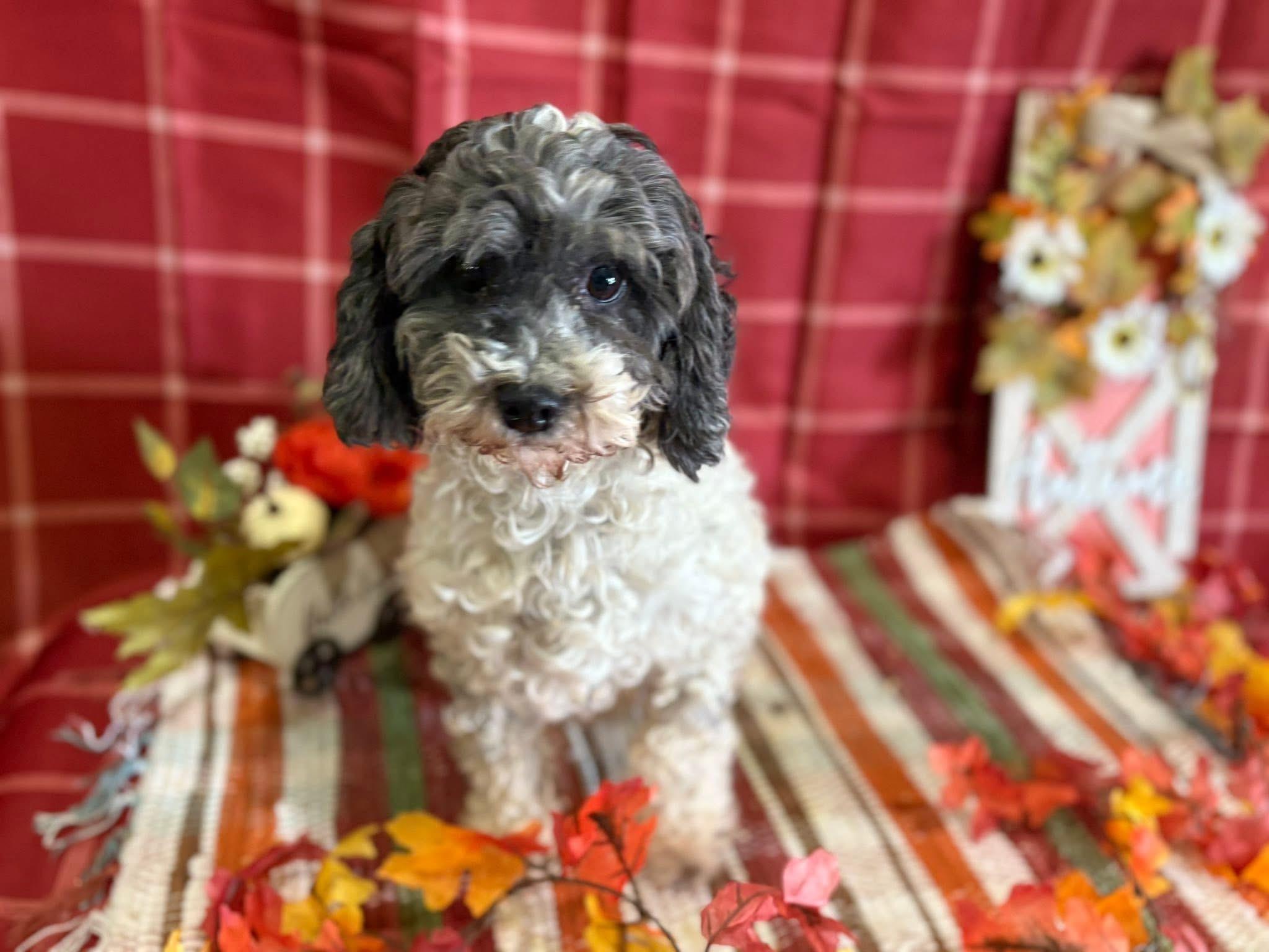 Ruth, Adoptable, Adult Female Miniature Poodle.