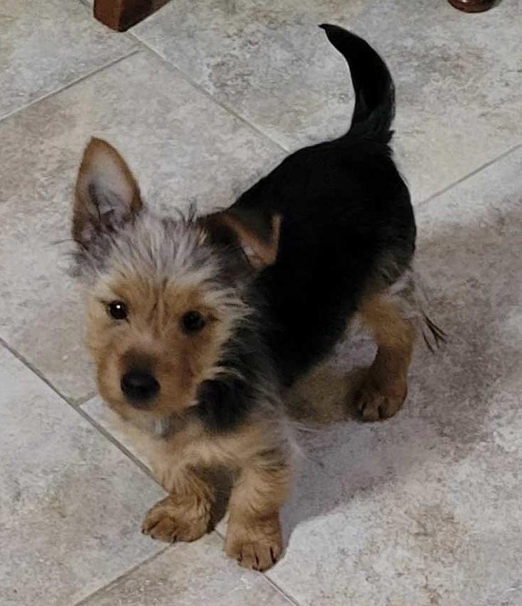 Enlarge Buster, a ADOPTABLE Yorkshire Terrier in Overland Park, KS image 1/2