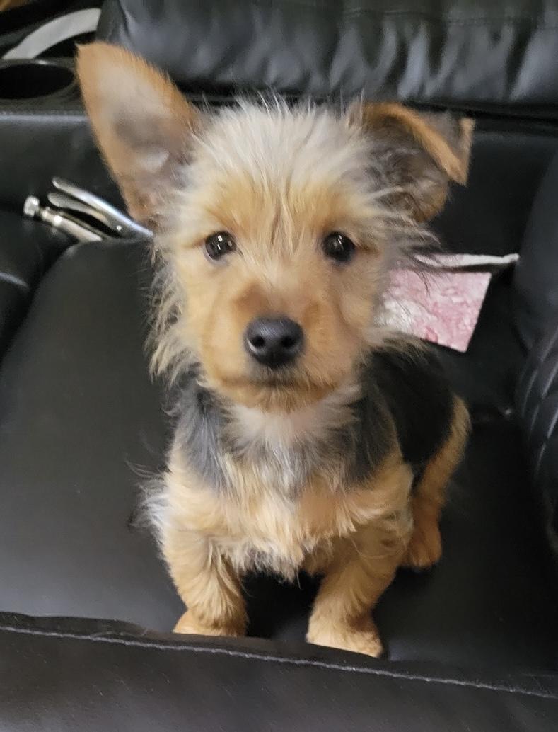 Enlarge Buster, a ADOPTABLE Yorkshire Terrier in Overland Park, KS image 2/2