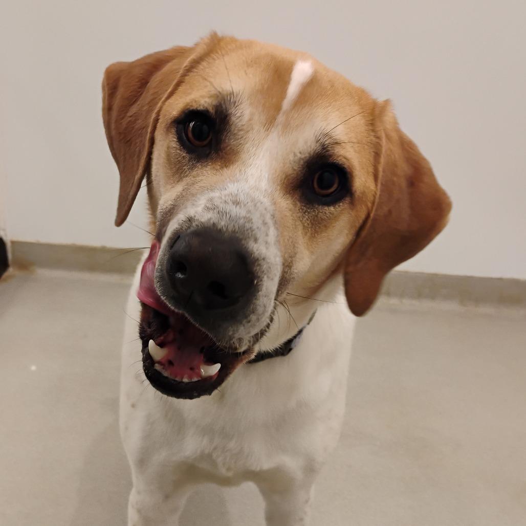 Enlarge Greg, a Adoptable Mixed Breed in Bentonville, AR image 2/6