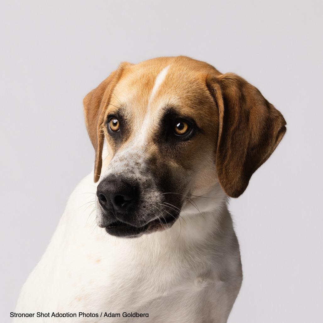 Greg, a Adoptable mixed breed in Bentonville, AR image 3/6