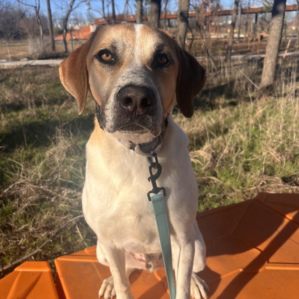 Enlarge Greg, a Adoptable Mixed Breed in Bentonville, AR image 3/6