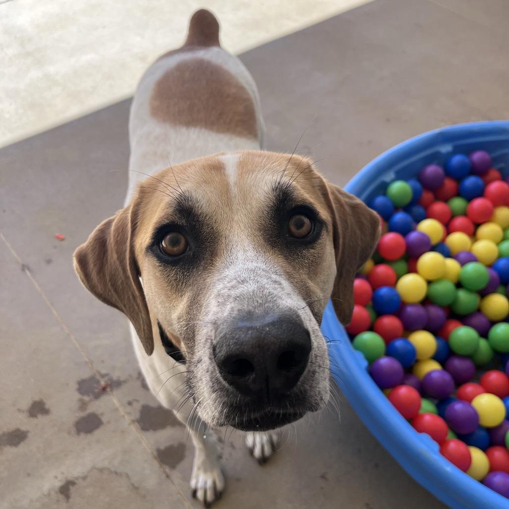Enlarge Greg, a Adoptable mixed breed in Bentonville, AR image 4/5