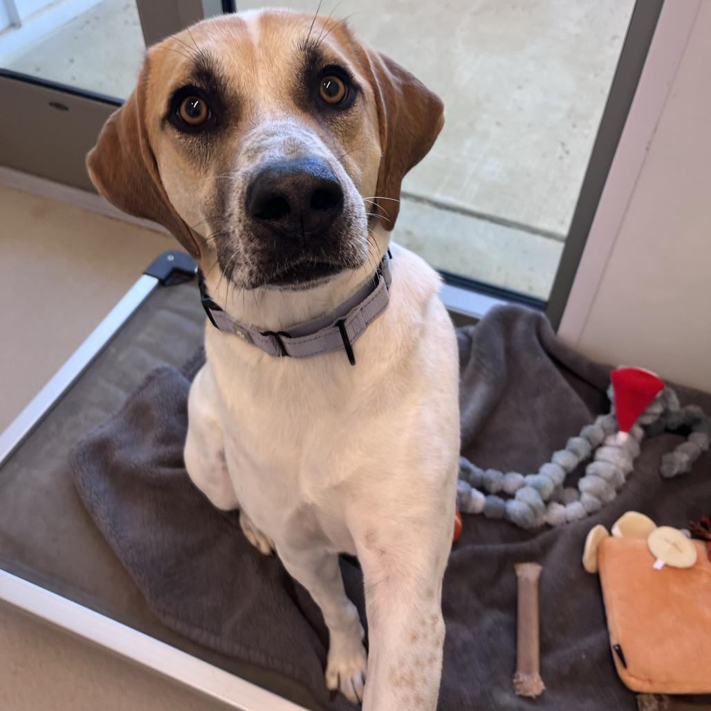 Enlarge Greg, a Adoptable mixed breed in Bentonville, AR image 4/5
