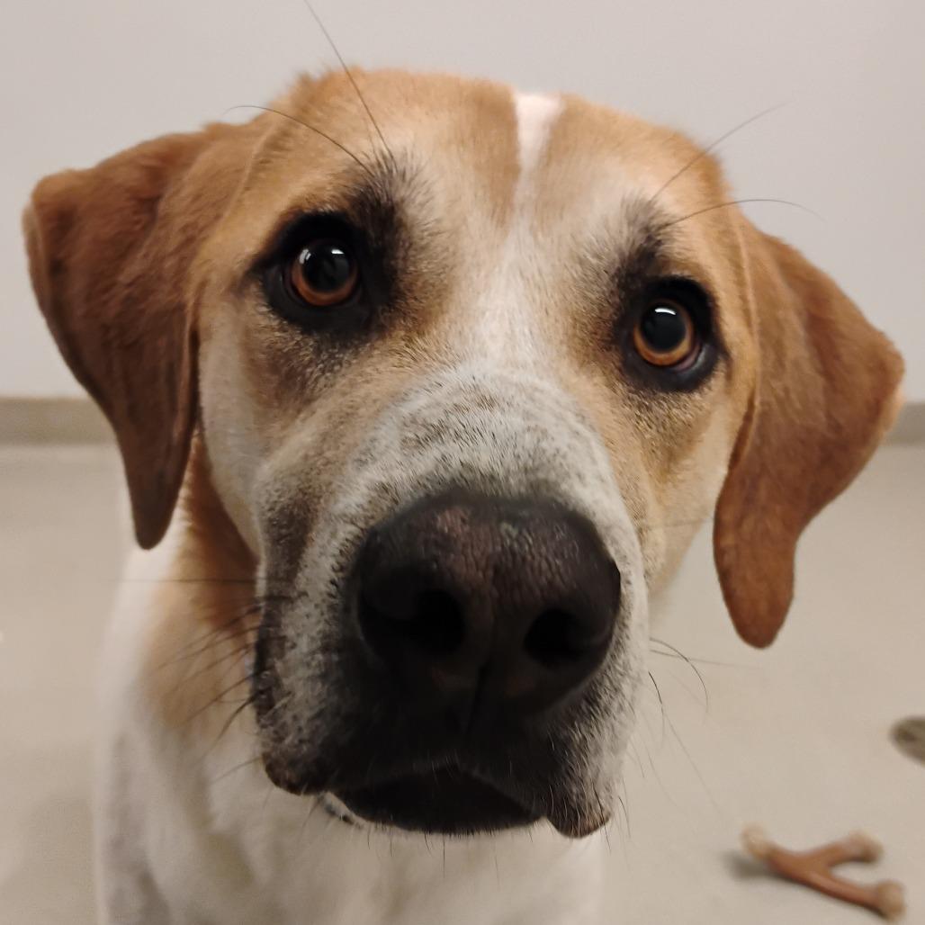 Enlarge Greg, a Adoptable Mixed Breed in Bentonville, AR image 5/6