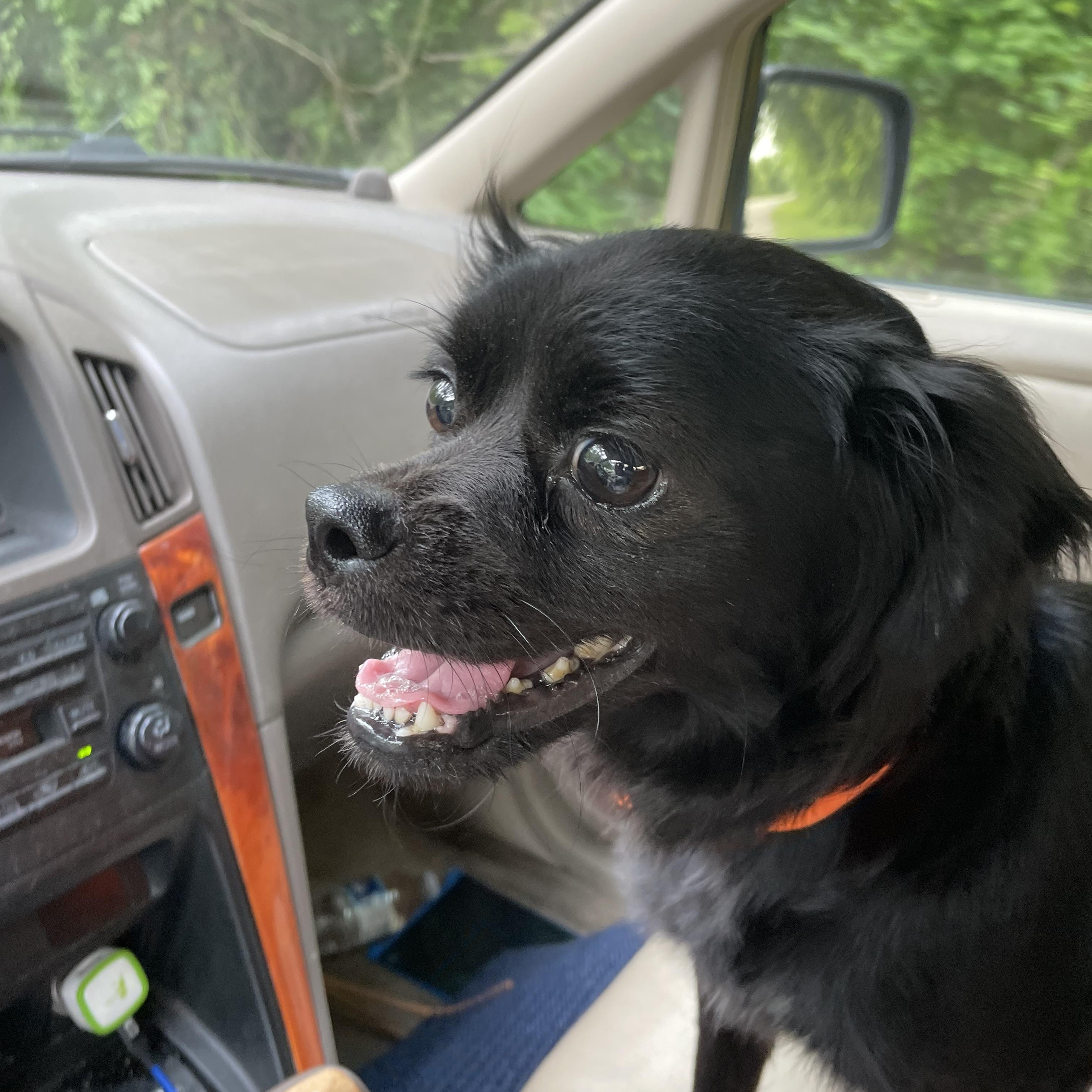 Buzz, an adoptable Pekingese in Calera, AL, 35040 | Photo Image 3