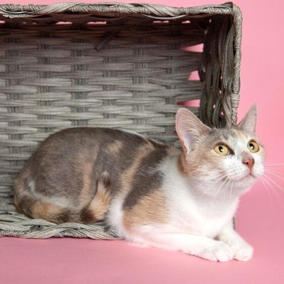 Holly Hobby thumbnail 3