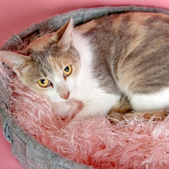 Holly Hobby thumbnail 5