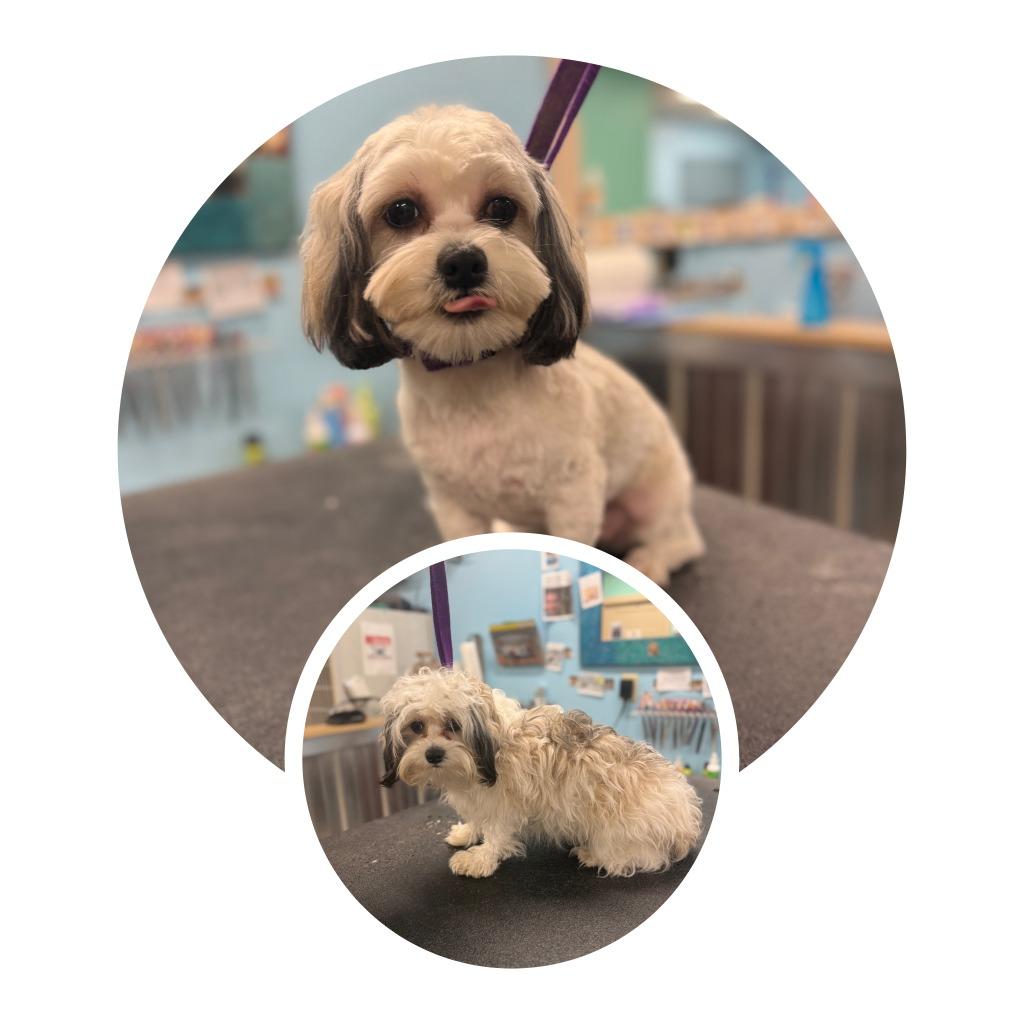 Oscar, Adopted, Young Male Bichon Frise & Shih Tzu.