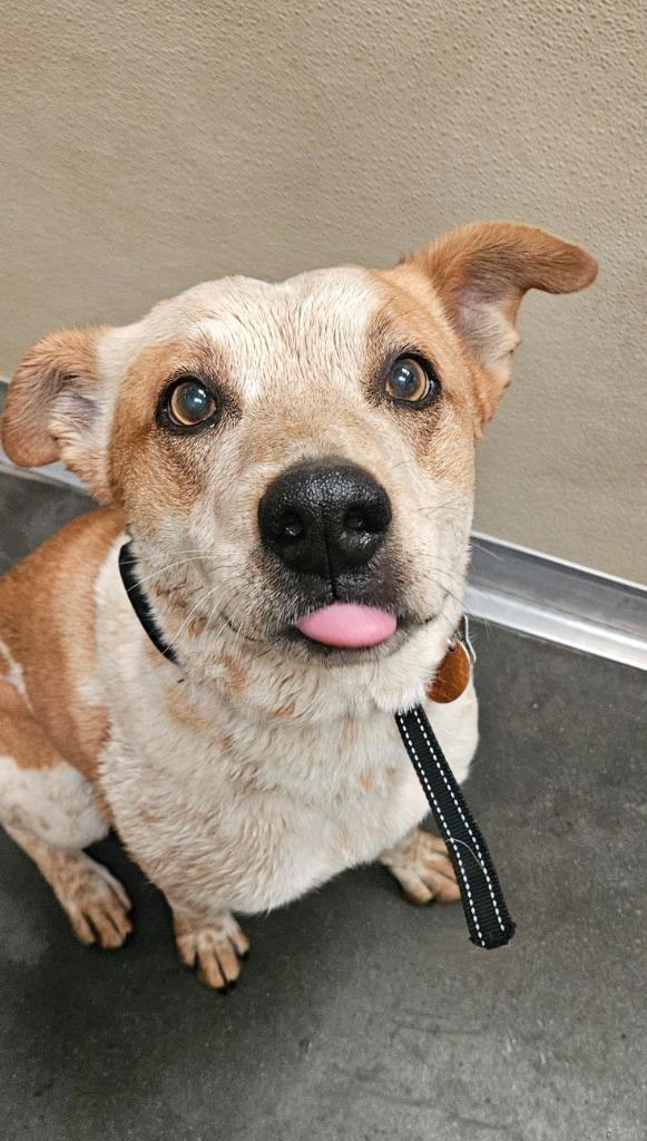Baxter Bo, Adoptable, Senior Male Affenpinscher & Pit Bull Terrier.