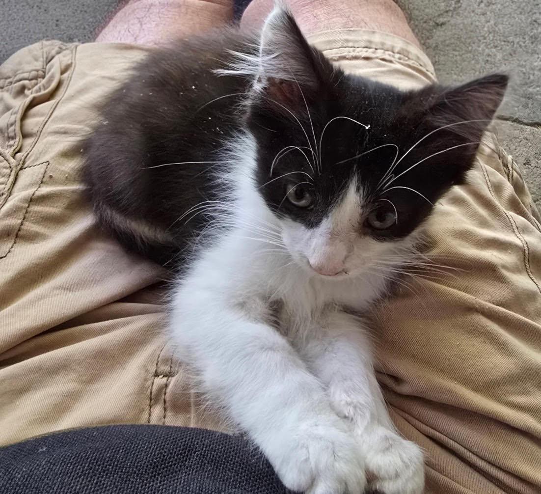 Enlarge ZZ    Thurston, a Adoptable Domestic Short Hair in Seal Beach, CA image 1/1