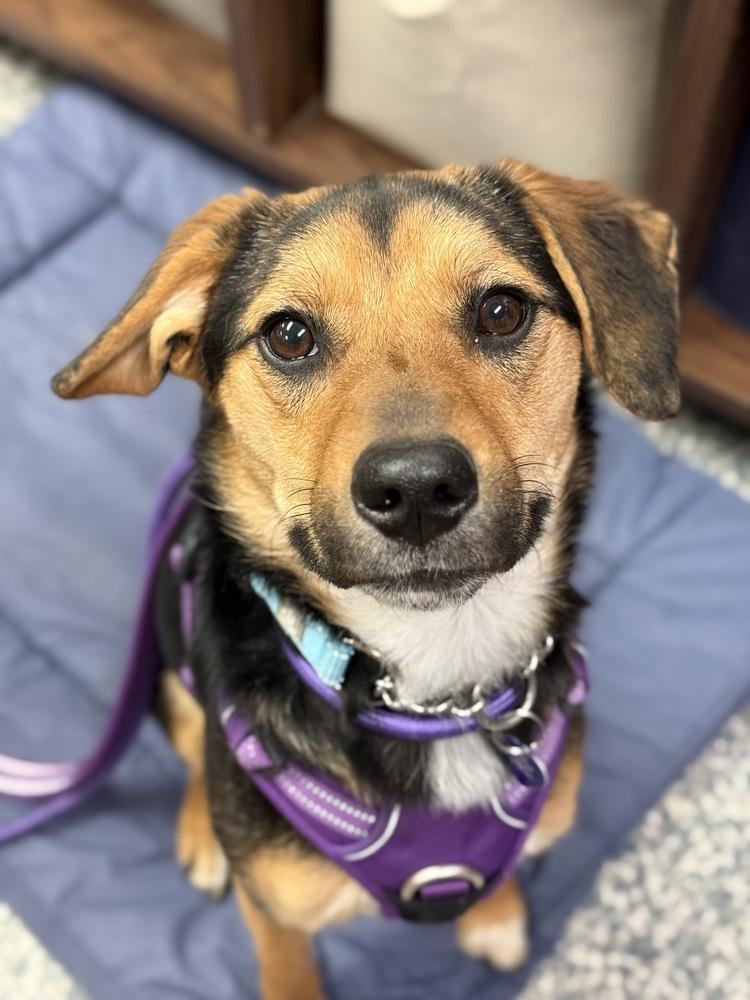 Enlarge Marnie, a Adoptable mixed breed in Bemidji, MN image 1/1