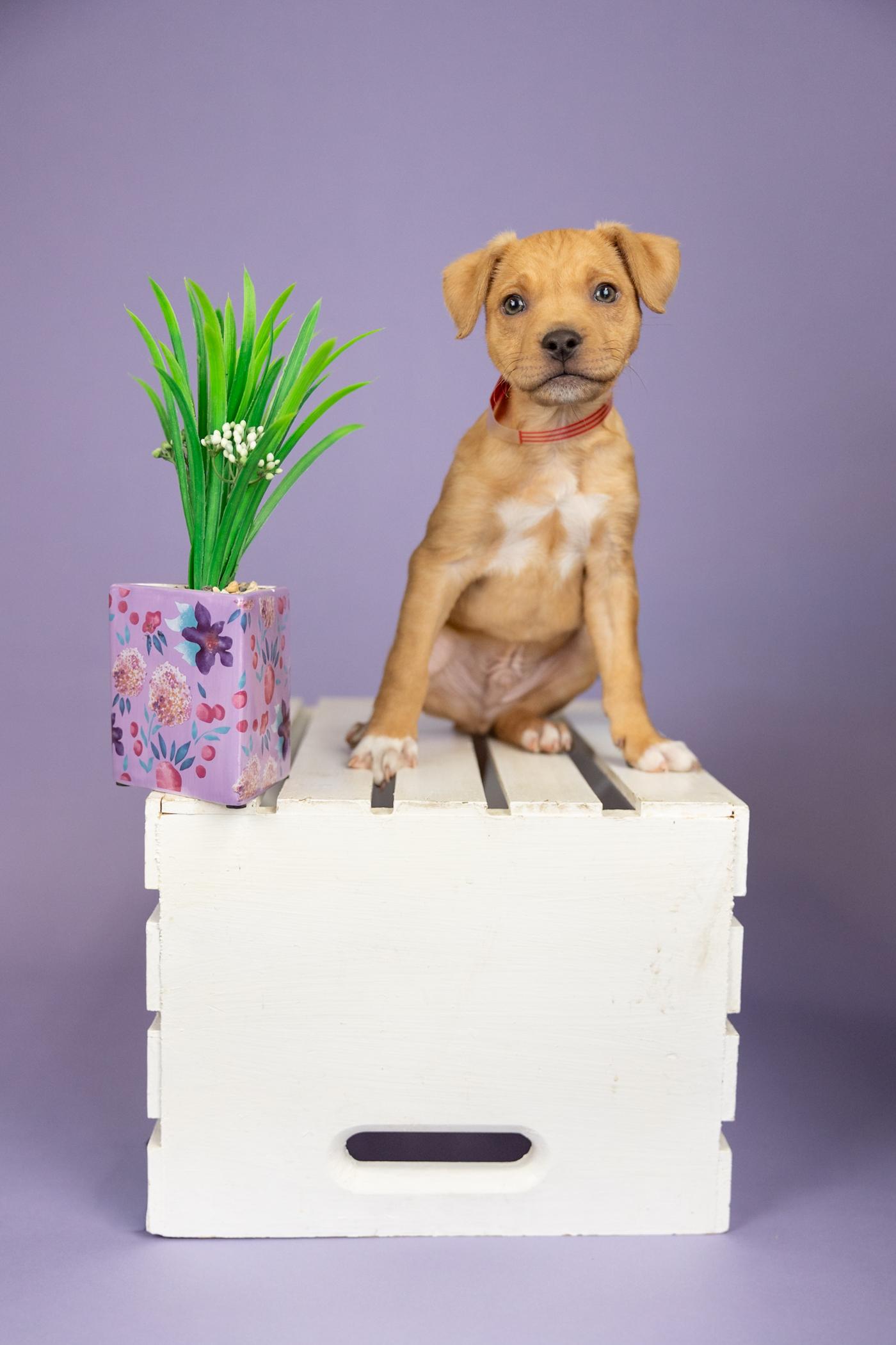 Enlarge 381-26, a ADOPTABLE mixed breed in Brighton, CO image 1/1