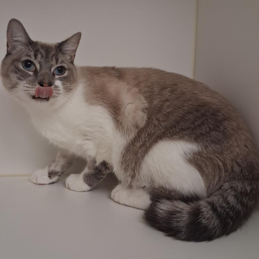 Sirius — thumbnail 2