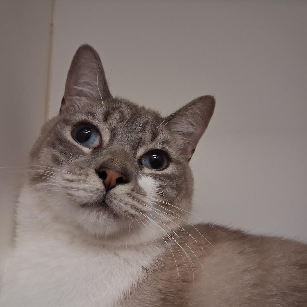 Sirius — thumbnail 3