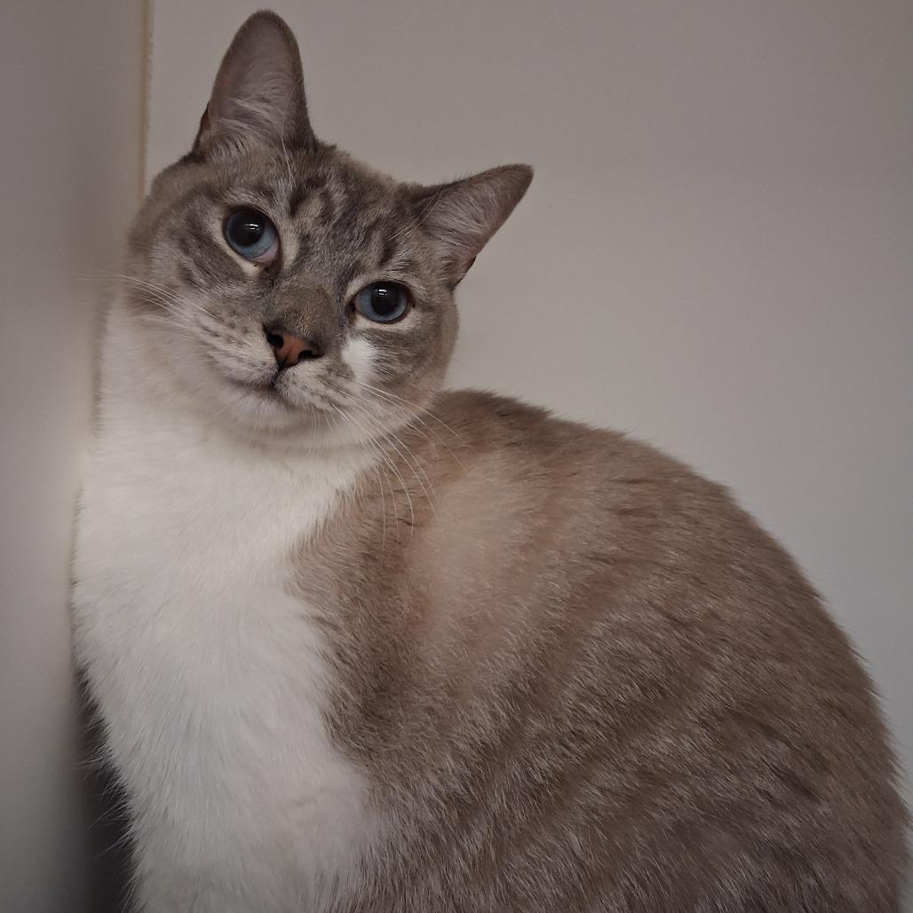 Sirius — thumbnail 4