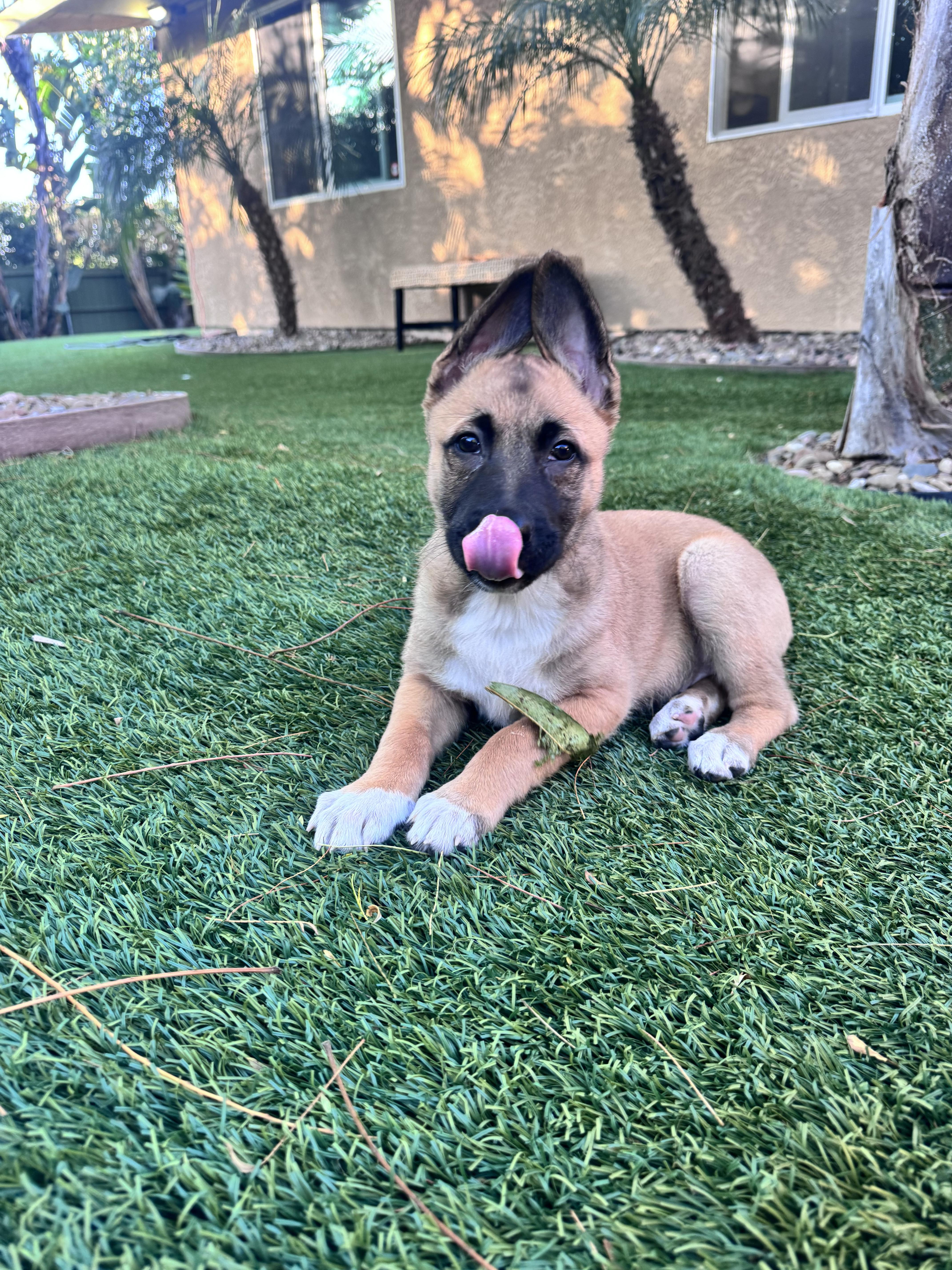 Nara , an adopted mixed breed in Los Angeles, CA image 1/4