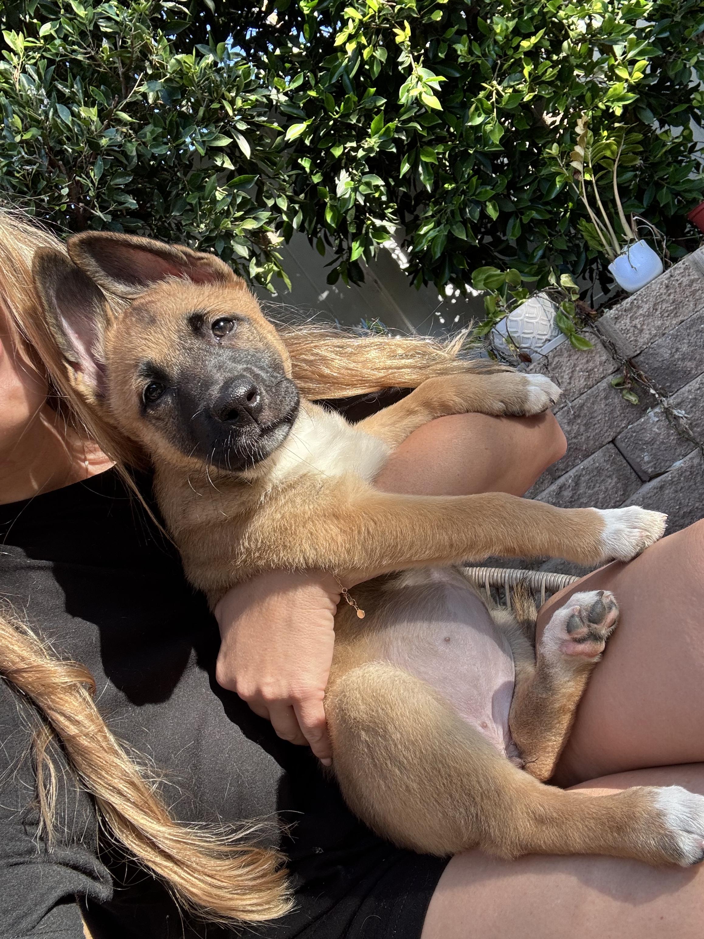 Nara , an adopted mixed breed in Los Angeles, CA image 2/4