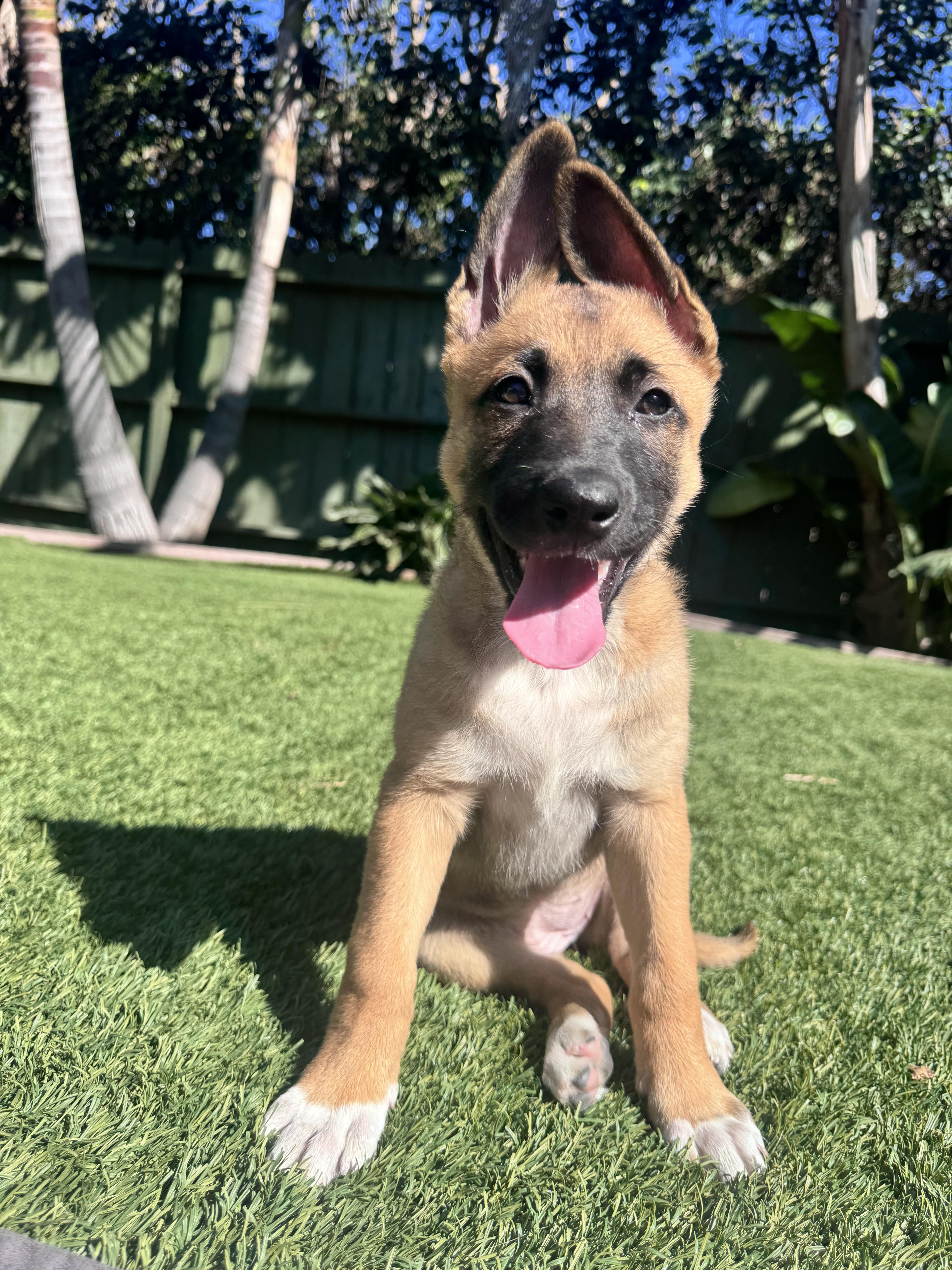 Nara , an adopted mixed breed in Los Angeles, CA image 4/4