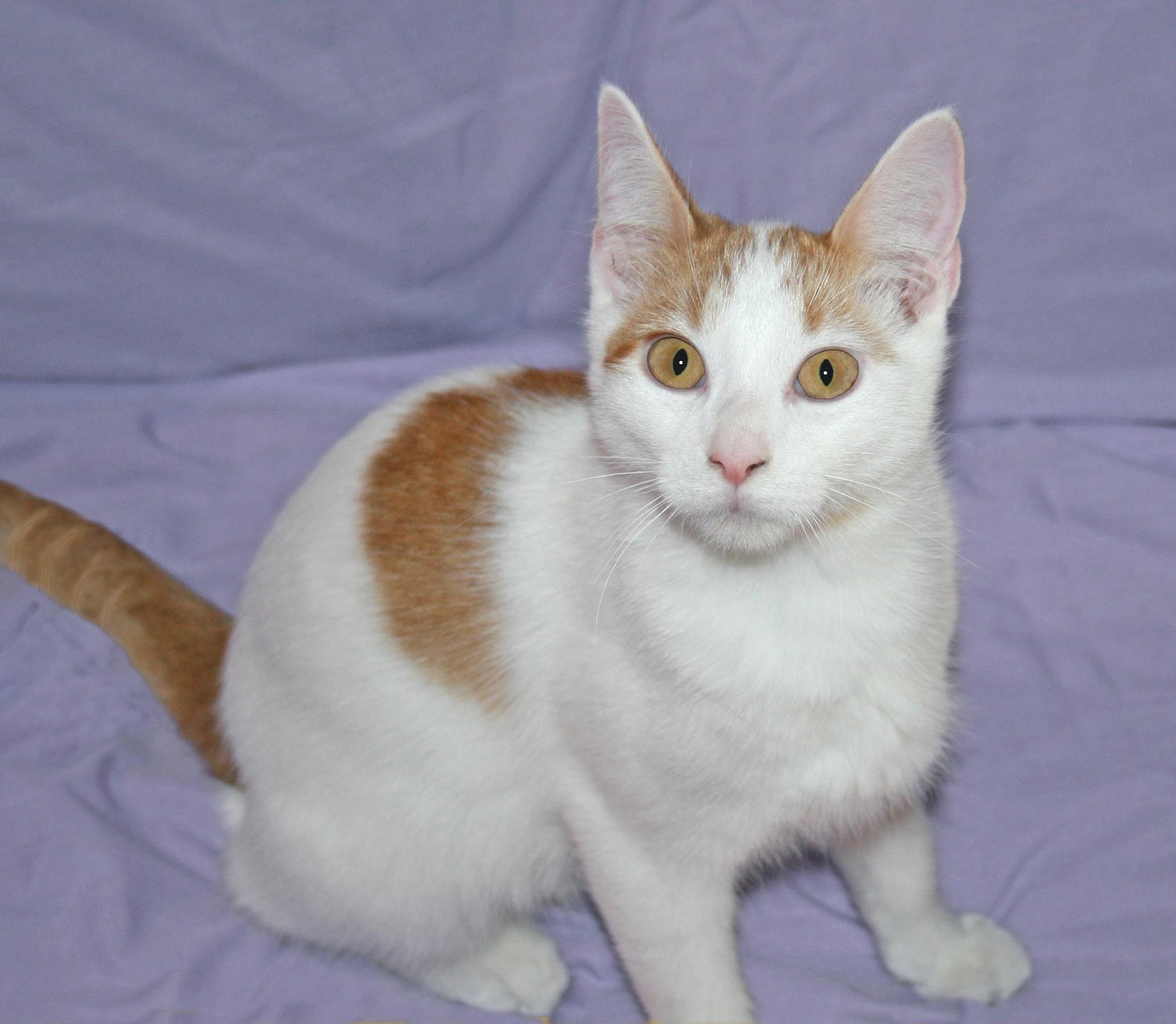 Enlarge Stetson, a Adoptable Domestic Short Hair in Victoria, MN image 1/4