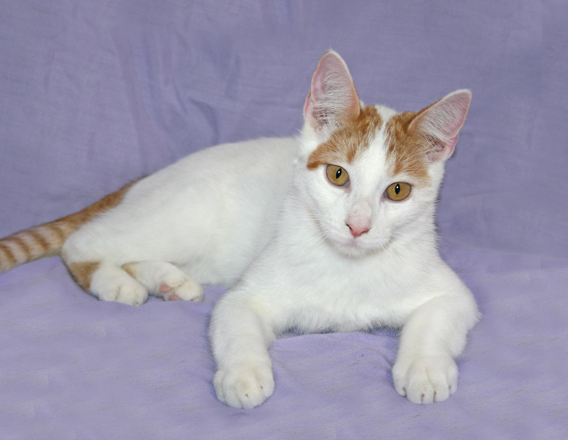 Enlarge Stetson, a Adoptable Domestic Short Hair in Victoria, MN image 3/4