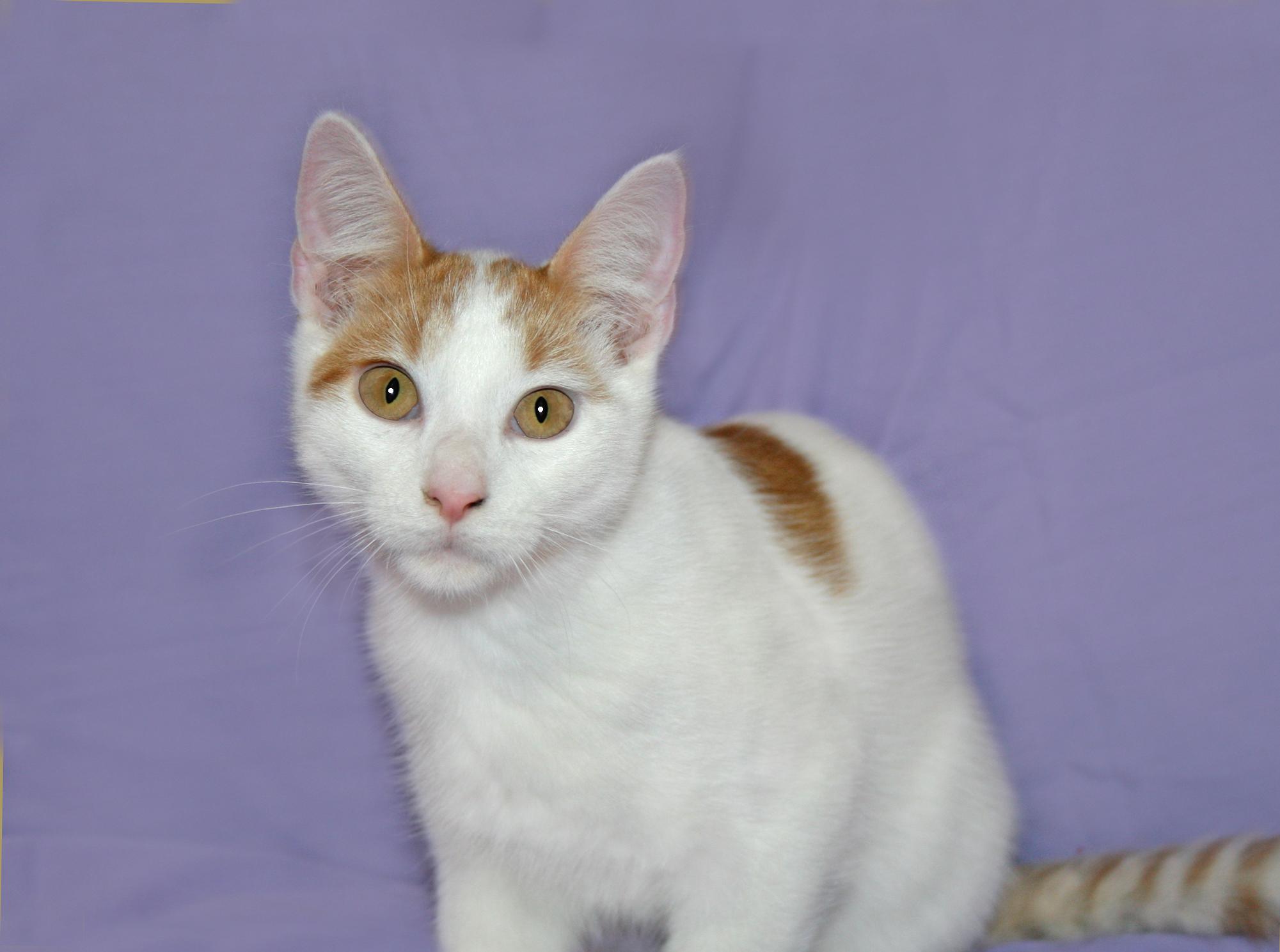 Enlarge Stetson, a Adoptable Domestic Short Hair in Victoria, MN image 4/4