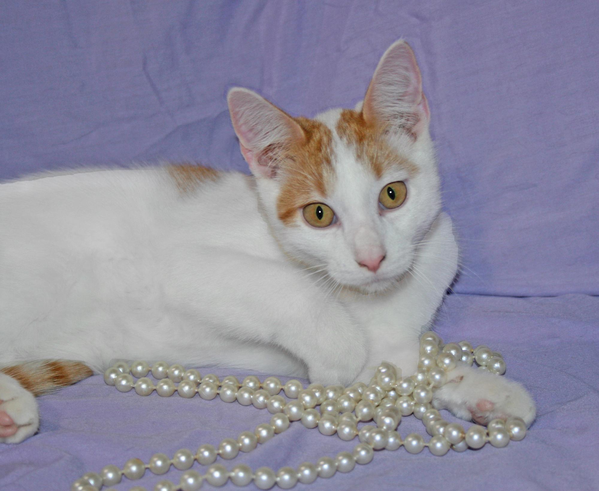Enlarge Stetson, a Adoptable Domestic Short Hair in Victoria, MN image 2/4