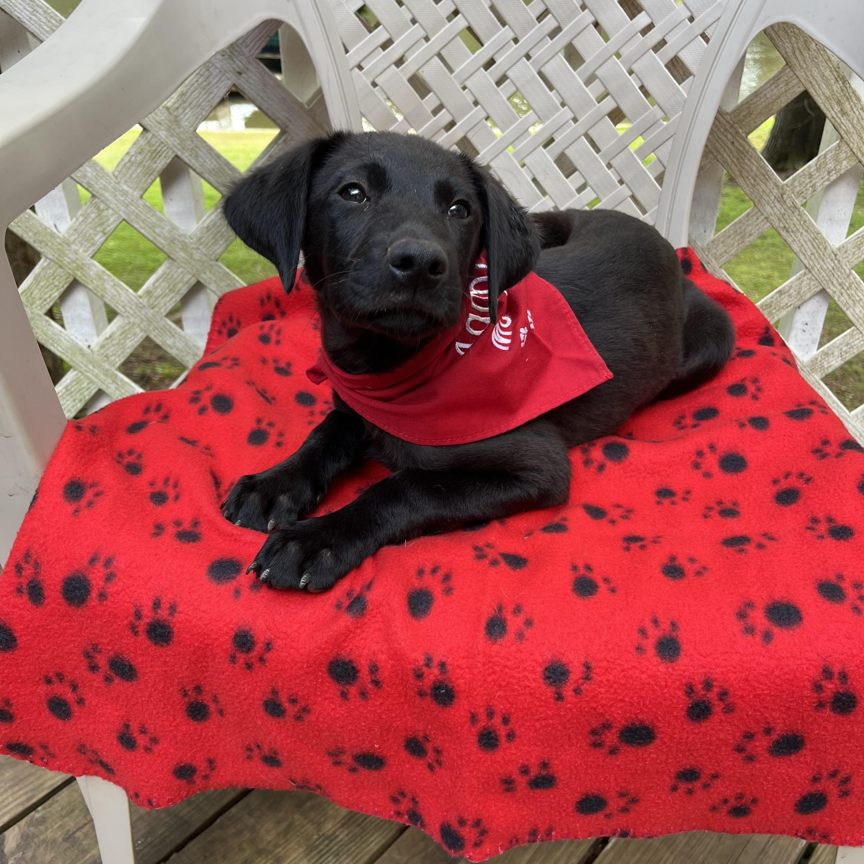 Bernadette, an adoptable Labradoodle, Black Labrador Retriever in Greensboro, GA, 30642 | Photo Image 2