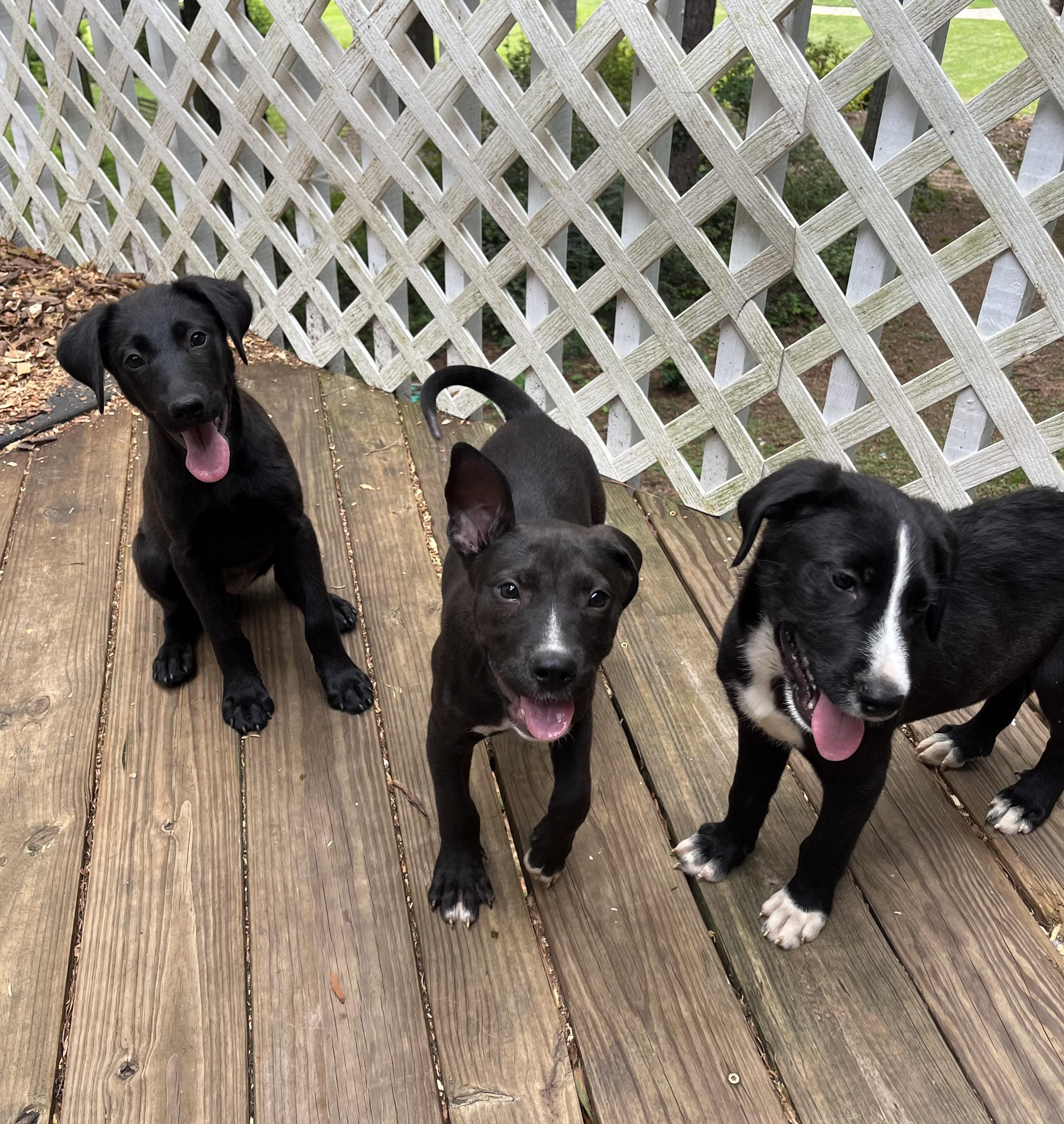 Bernadette, an adoptable Labradoodle, Black Labrador Retriever in Greensboro, GA, 30642 | Photo Image 3