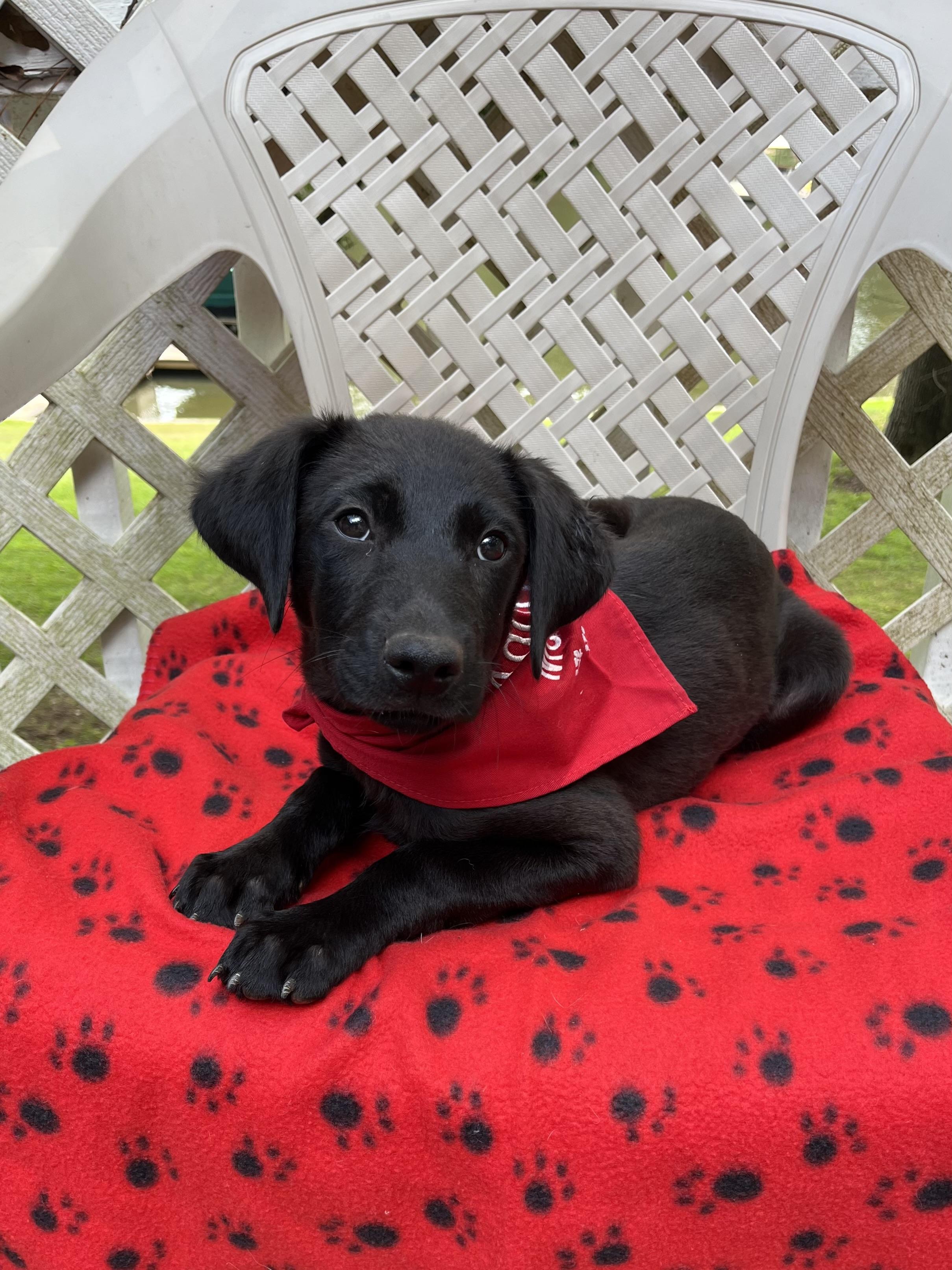 Bernadette, an adoptable Labradoodle, Black Labrador Retriever in Greensboro, GA, 30642 | Photo Image 1