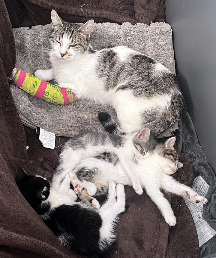 Clementine, a Adoptable Domestic Short Hair in Redlands, CA image 1/3