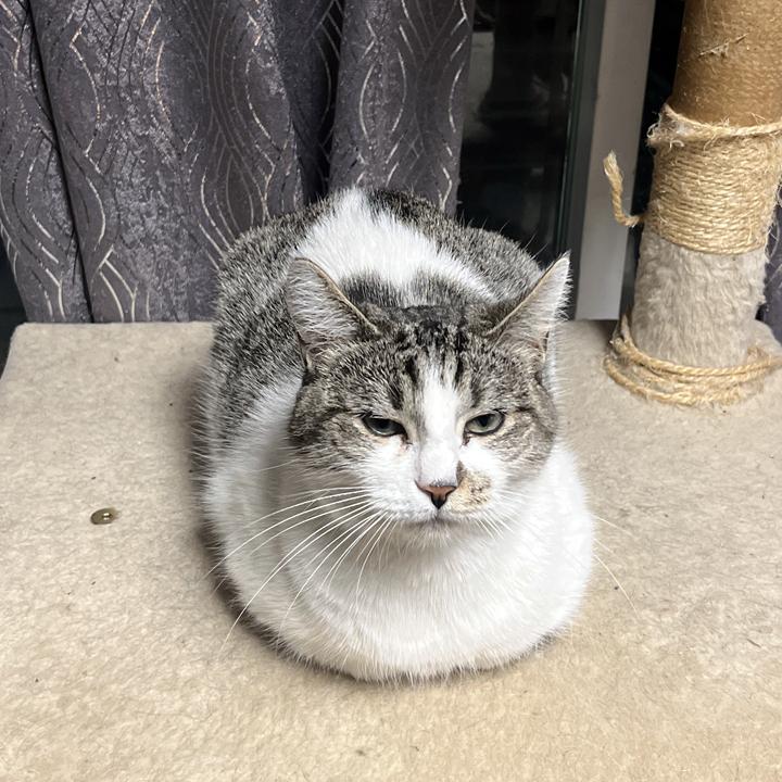 Clementine, a Adoptable Domestic Short Hair in Redlands, CA image 1/3