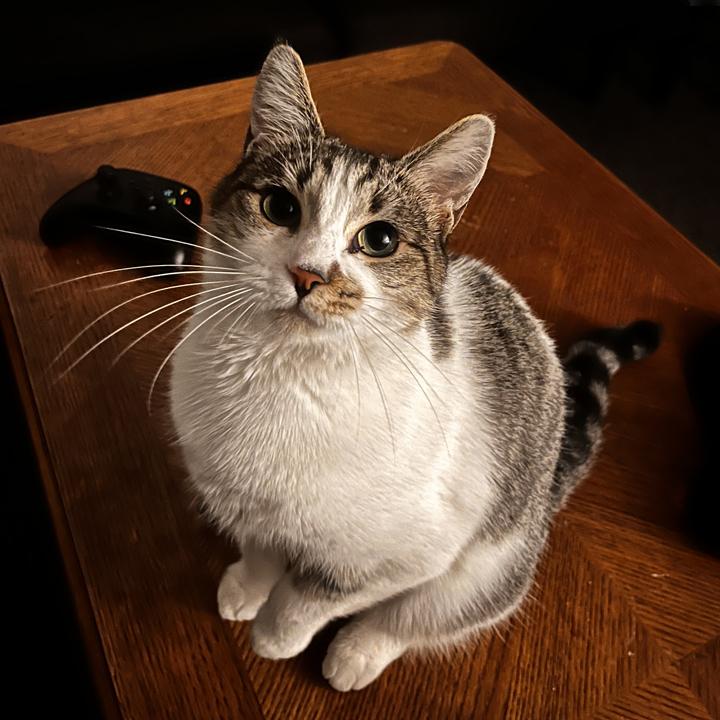 Clementine, a Adoptable Domestic Short Hair in Redlands, CA image 2/3