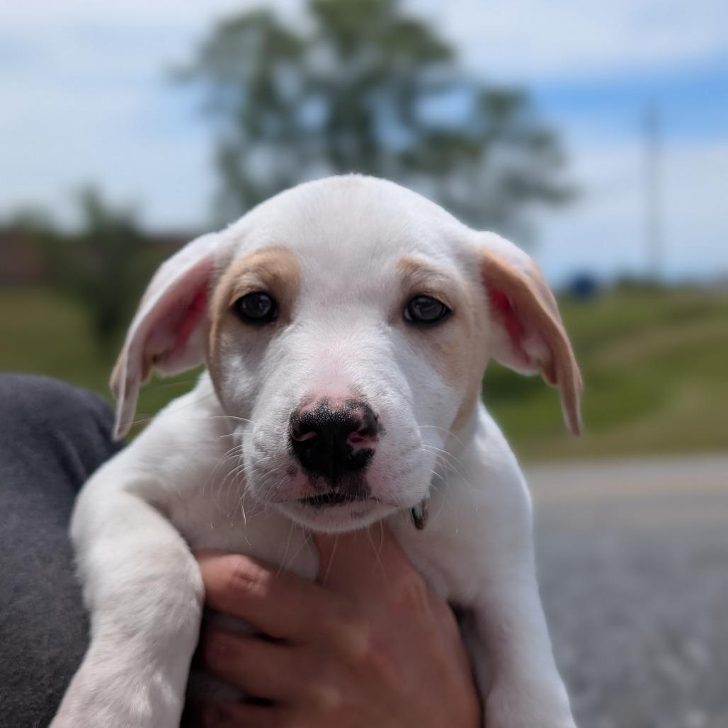 Enlarge Roscoe(Little Hearts Litter), a Adoptable mixed breed in Lenoir, NC image 1/5
